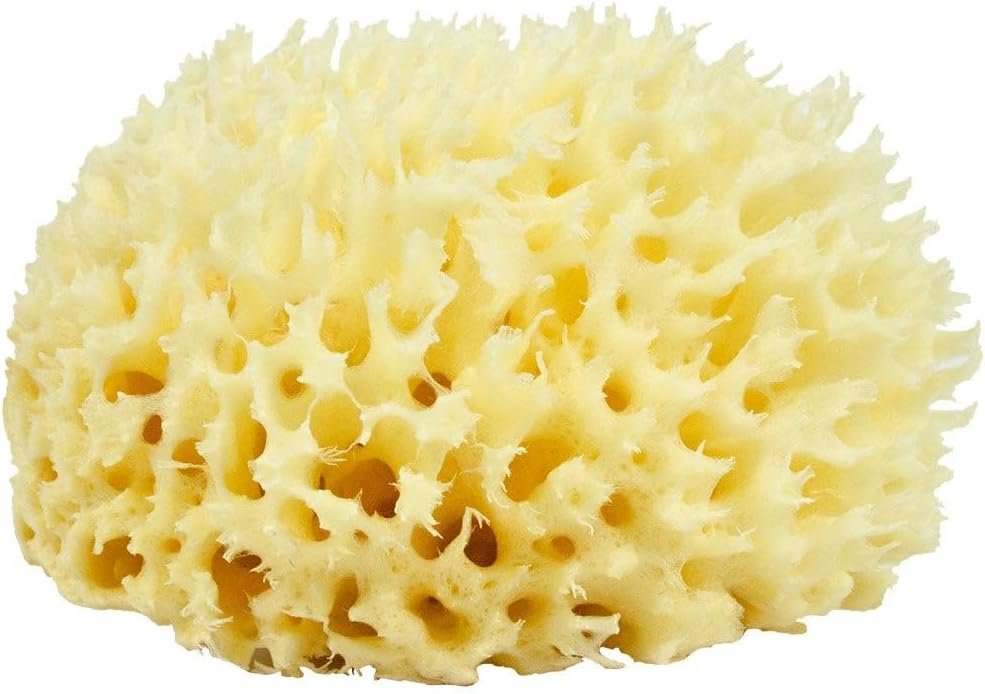 Neptune Sea Wool Sponge, Small, Approx. 4-5 in, Hand Cut Exfoliating