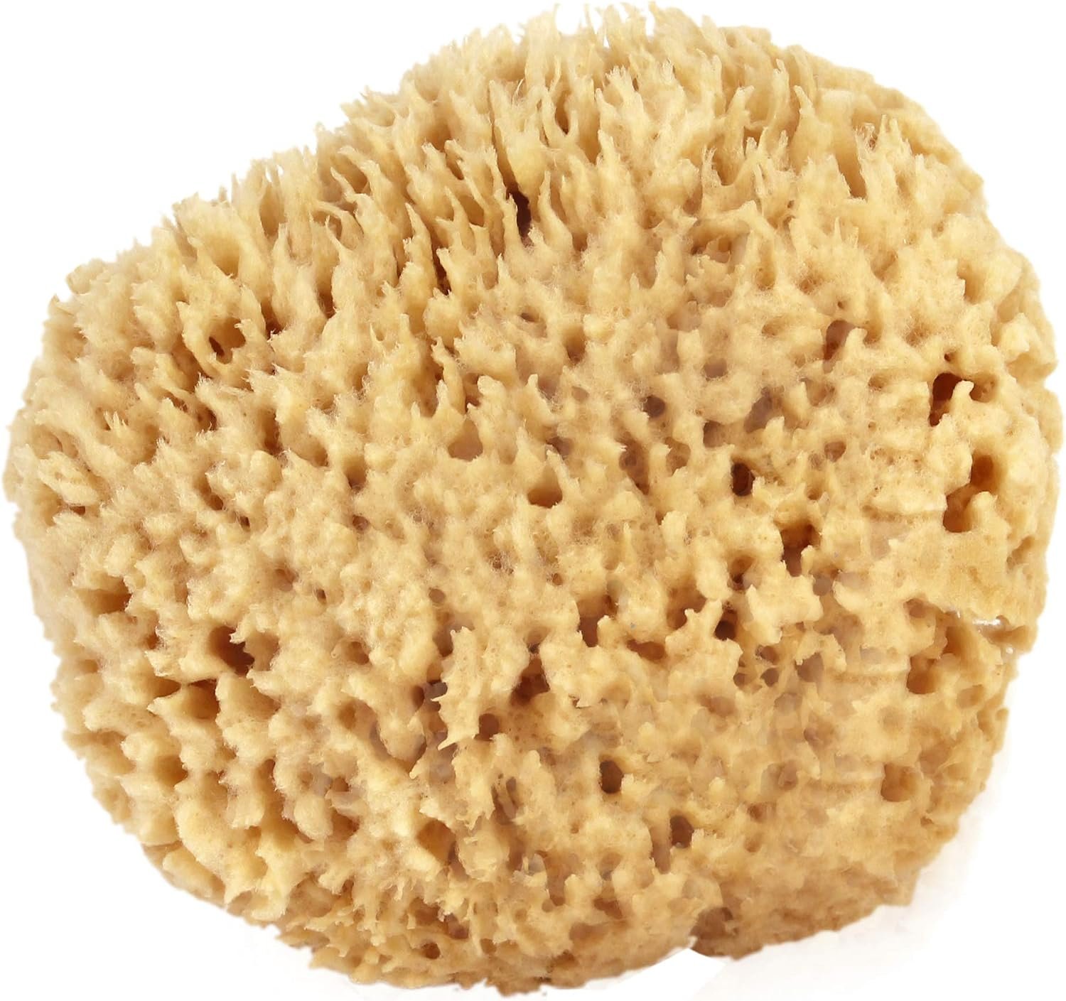 Sea Wool Sponge 5-6″ (Large) by Bath & Shower Express ® Natural Renewable Resource, Esponja for Exfoliating and Washing Body